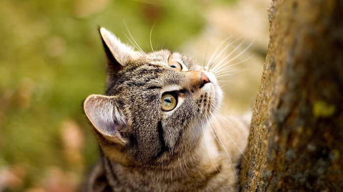 tree, eyes, muzzle, animals, cat