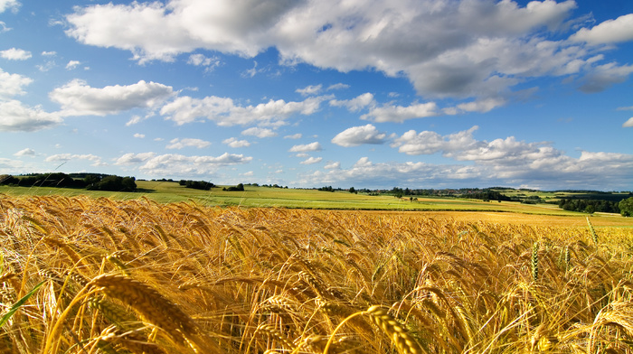 nature, field, sky, summer, wheat