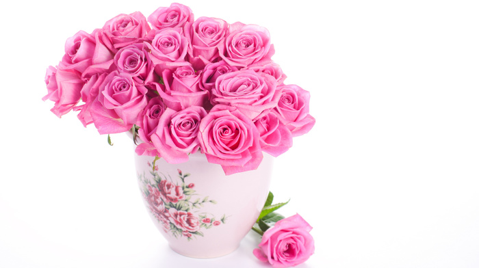 roses, white background, flowers, vase
