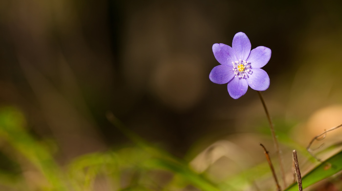 spring, forest, flowers