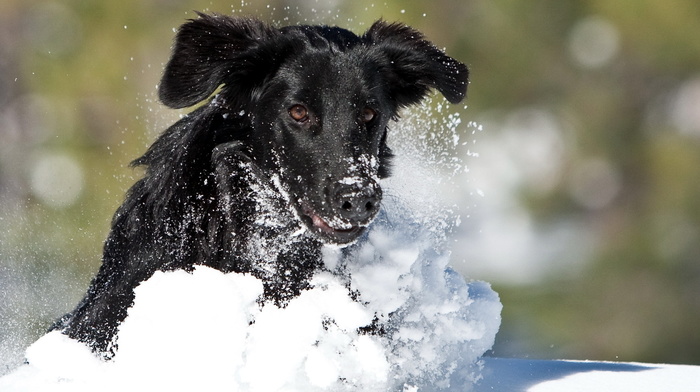 snow, dog, winter, animals