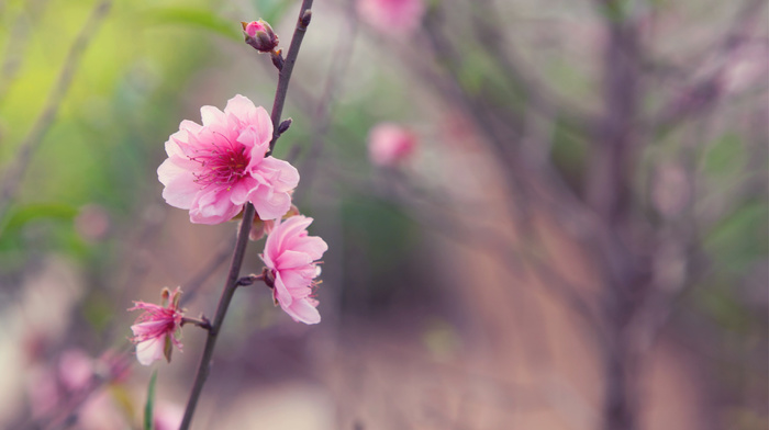 tree, Japan, flowers, flower, spring, pink, sakura