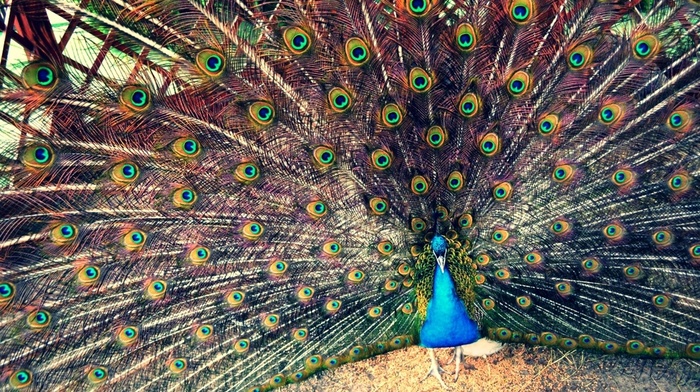 animals, summer, bird, beauty