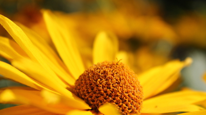yellow, macro, petals, flower, motion blur