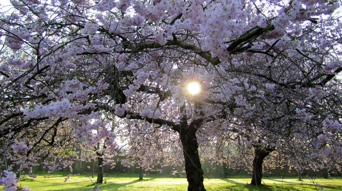 trees, spring, twigs, cherry, flowers, nature