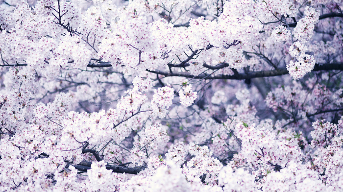 macro, bloom, spring, tree
