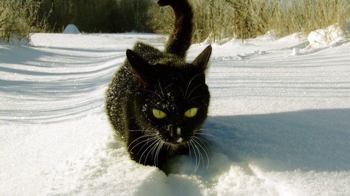 black, snow, animals, winter, cat, forest