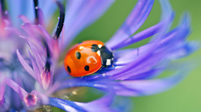 flower, macro, blue