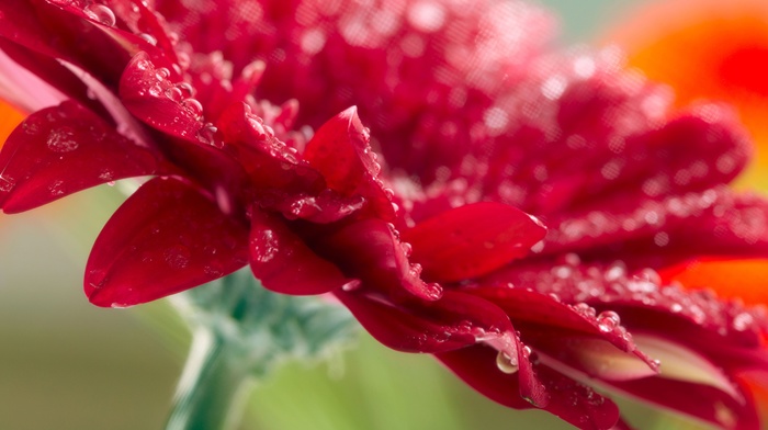 red, flower, flowers