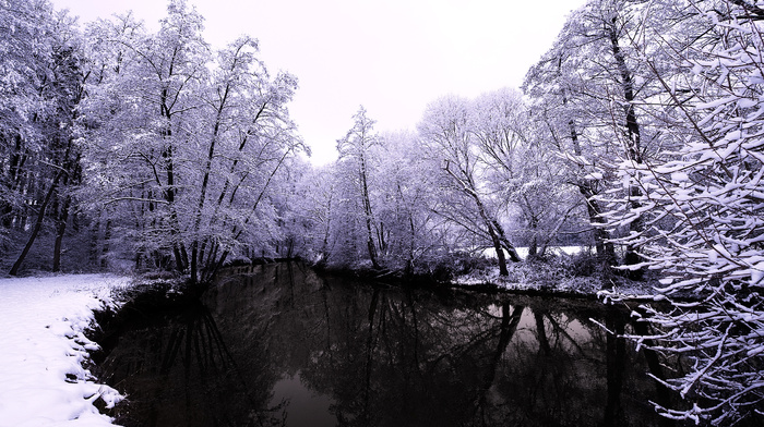 trees, winter