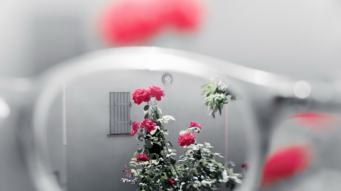 glasses, flowers, macro