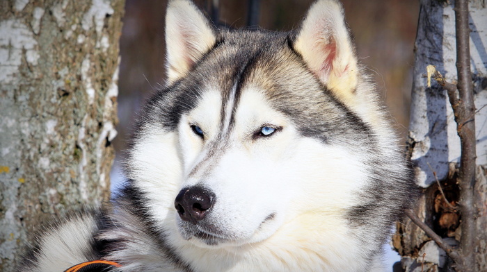 sight, dog, animals