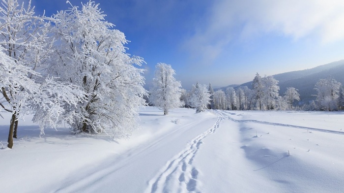 snow, trees, winter