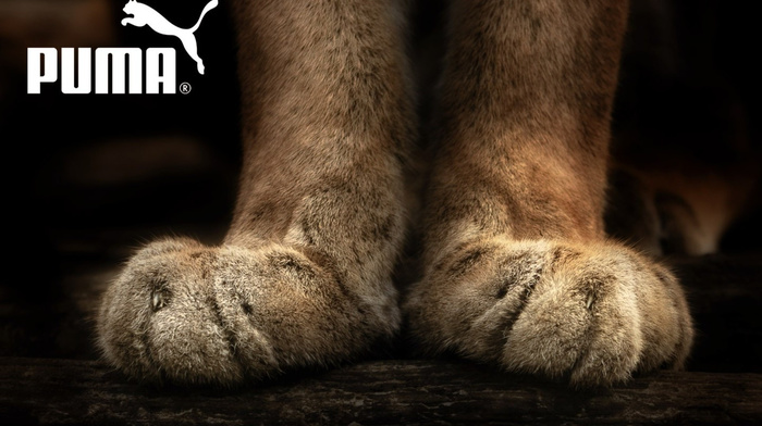 animals, sports