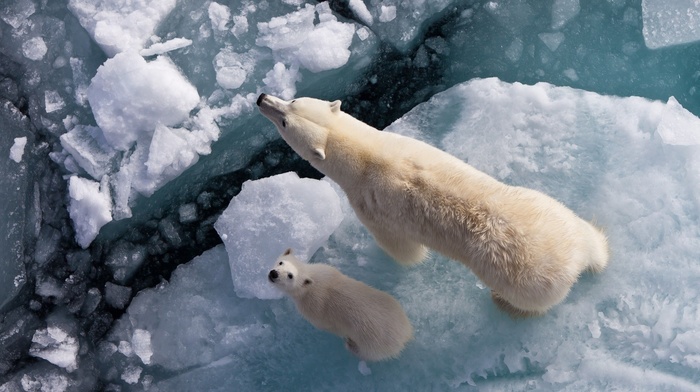 animals, winter