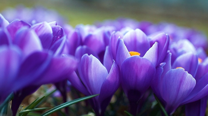 flowers, spring