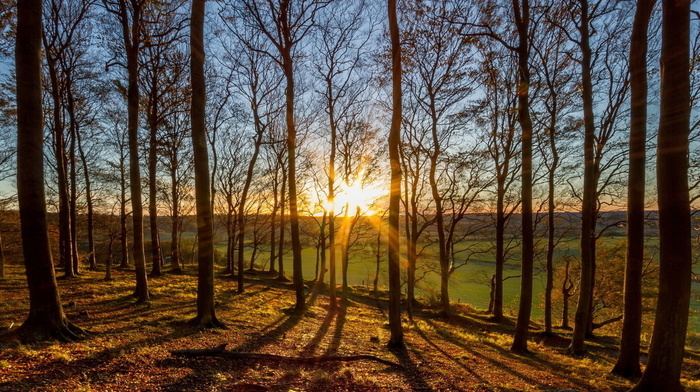 nature, Sun, trees, forest