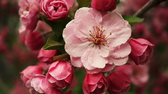 macro, branch, flowers