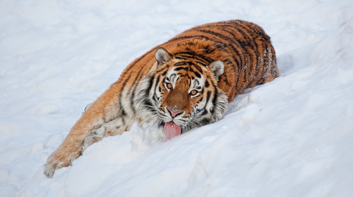animals, lies, tiger, sight, snow