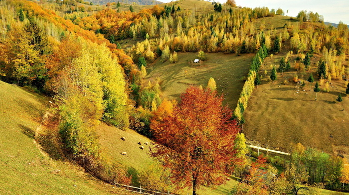 trees, forest, landscape, autumn