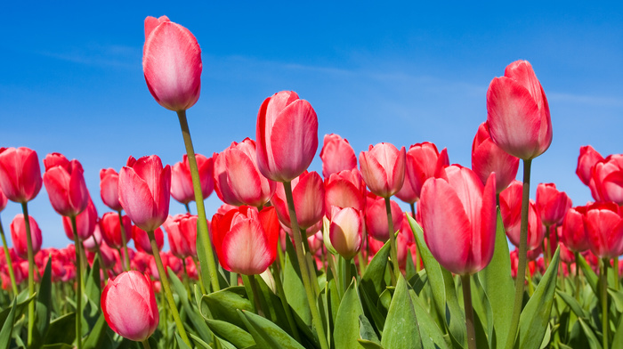 flowers, tulips, sky, spring
