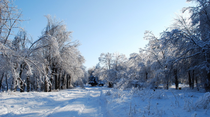 trees, road, winter, sky, forest