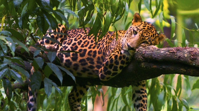 predator, leopard, animals, leaves, rest, tree