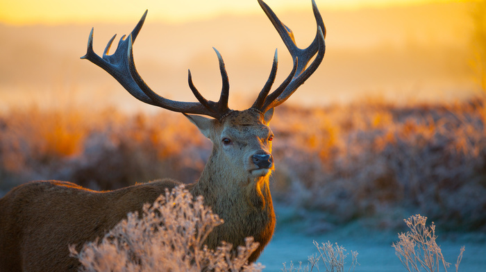 sunset, nature, field, animals, deer, horns