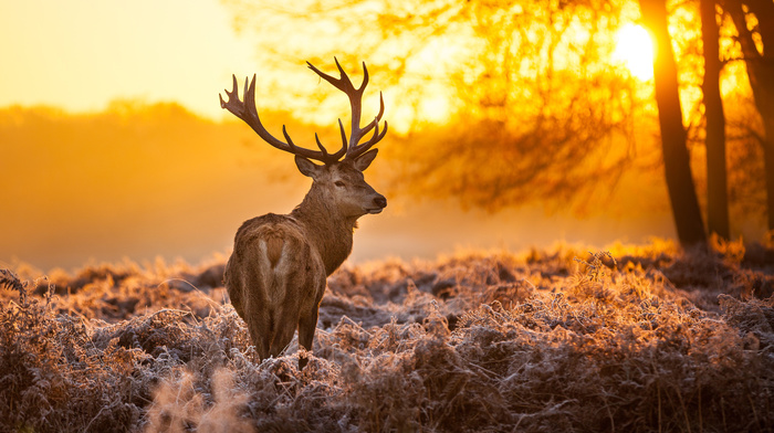 horns, nature, animal, forest, deer, animals