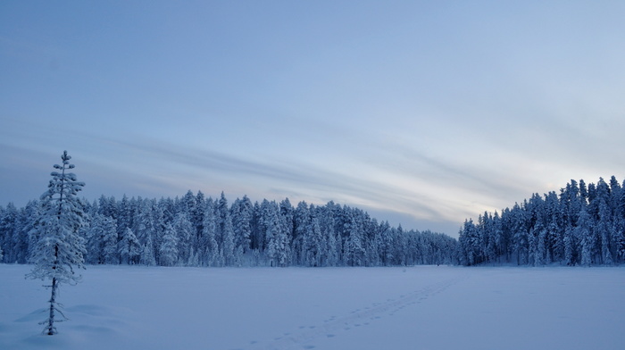 field, snow, winter, trees