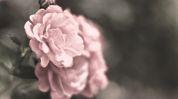 flowers, color, gray, petals, roses, motion blur