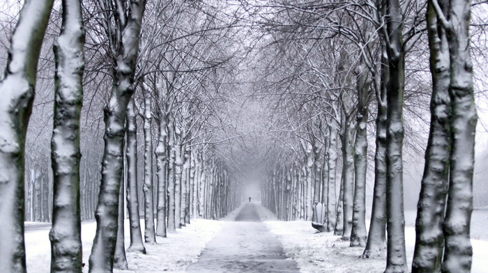 winter, park, trees