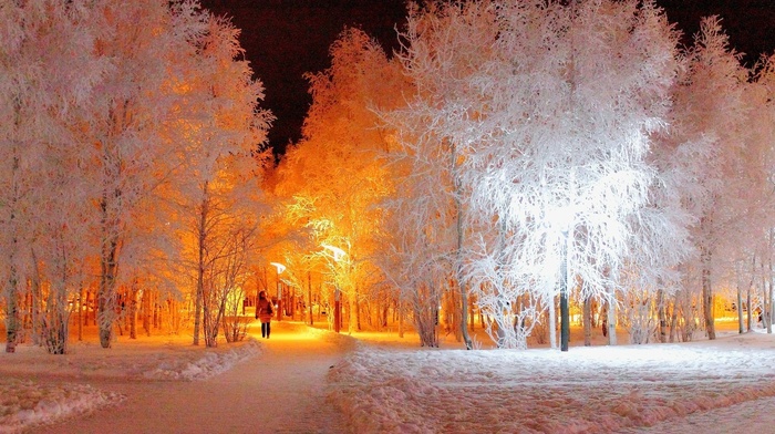 park, winter, trees, night
