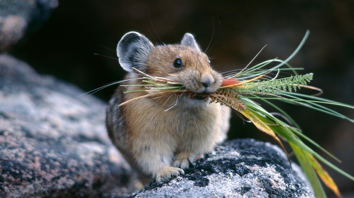 animals, bouquet, stones