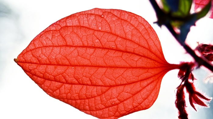 red, leaf, branch, nature