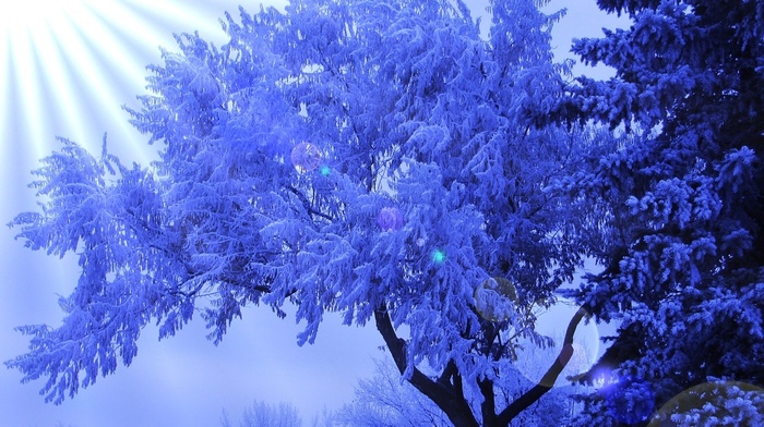 winter, tree, sun rays