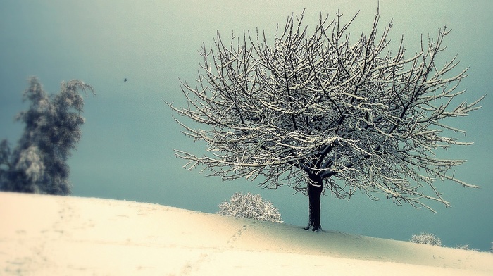 winter, tree
