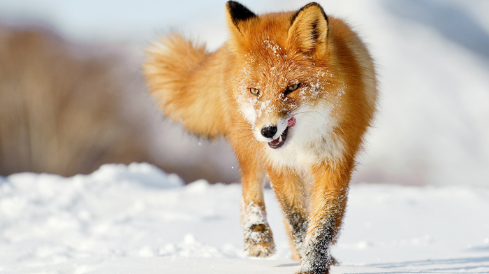 animals, winter, fox, snow