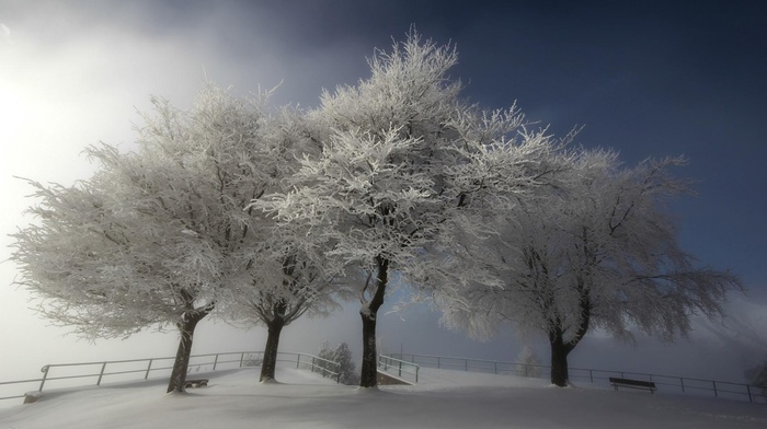winter, trees, nature, snow