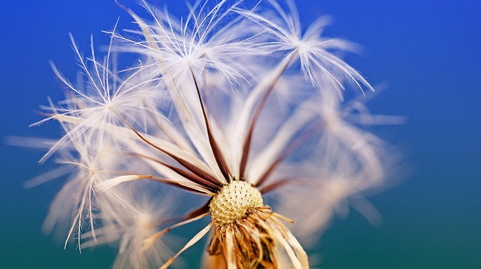 flowers, sky