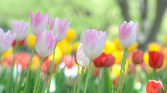 tulips, nature, flowers