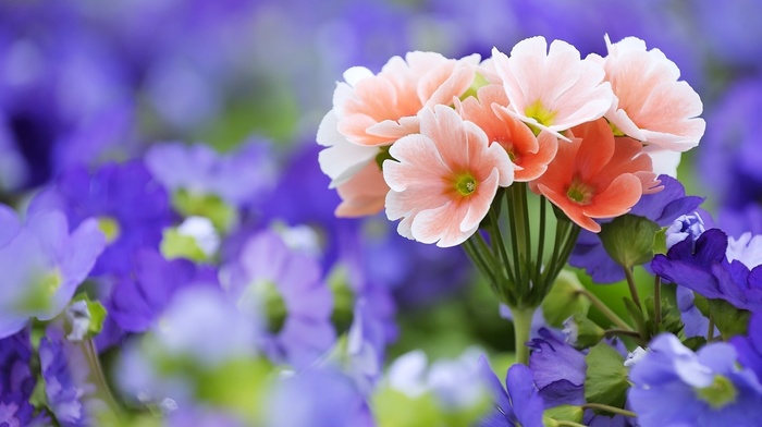 bouquet, macro, flowers