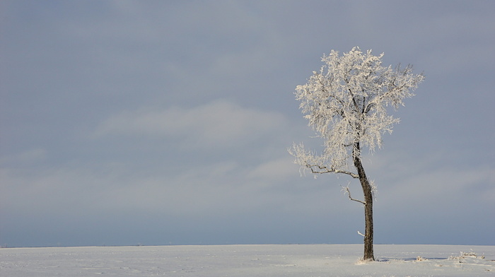 field, winter, tree