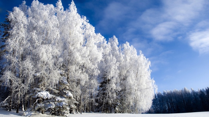 forest, winter