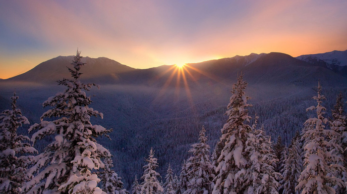 winter, nature, frost