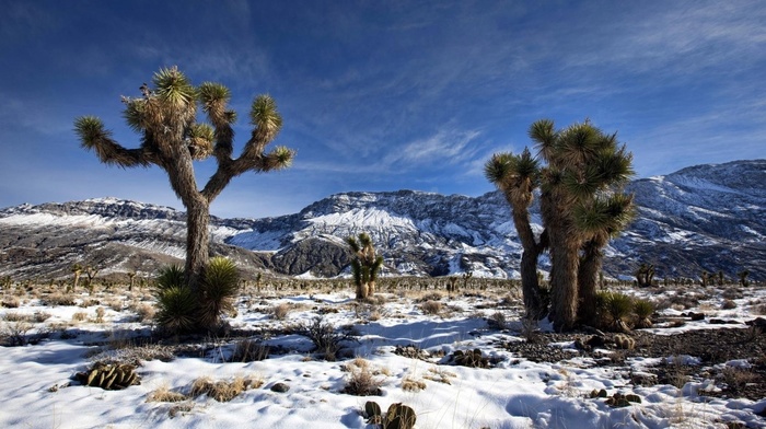 trees, winter, snow, landscape