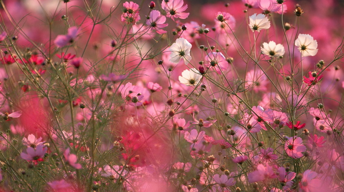 flowers, macro, field