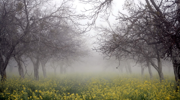 mist, trees, nature