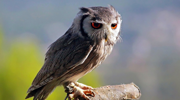 nature, bird, animals, owl