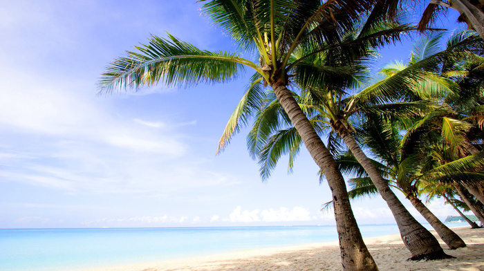 ocean, water, nature, island, beach, palm trees, landscape